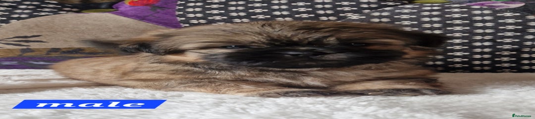 Shih Tzu Puppy 3