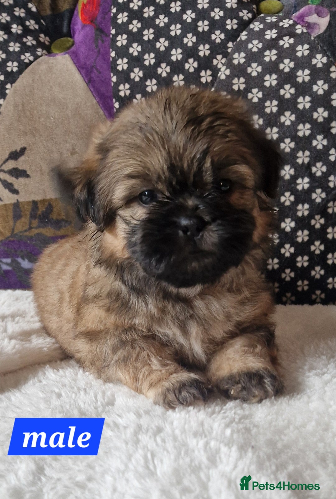 Shih Tzu dogs for sale: Shih-tzu's for sale. - Image 5