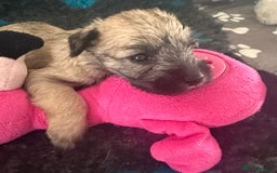 Miniature Schnauzer dogs for sale: Beautiful litter of Miniature Shnauzers  - Image 4