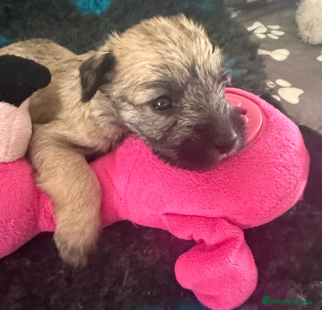 Miniature Schnauzer dogs for sale: Beautiful litter of Miniature Shnauzers  - Image 4