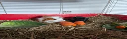 Guinea Pig rodents for sale: Beautiful boys for sale  in Worksop - Advert 2