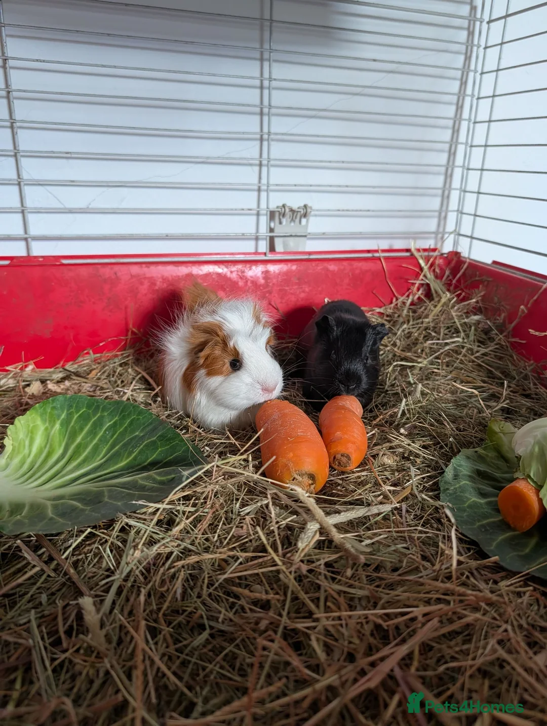 Guinea Pig rodents for sale: Beautiful boys for sale  in Worksop - Advert 2