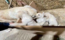 Labrador Retriever dogs for sale: Labrador Retriever Pups Ready for Forever Homes - Image 10
