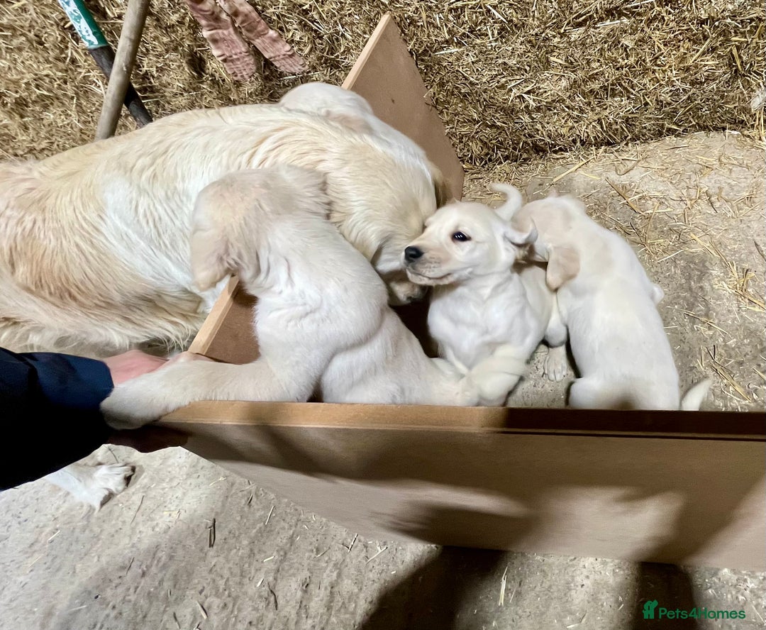 Labrador Retriever dogs for sale: Labrador Retriever Pups Ready for Forever Homes - Image 10