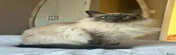 Ragdoll cats for sale: 🐾 Bluebell looking for her forever home 🐾 in Farnborough - Advert 2