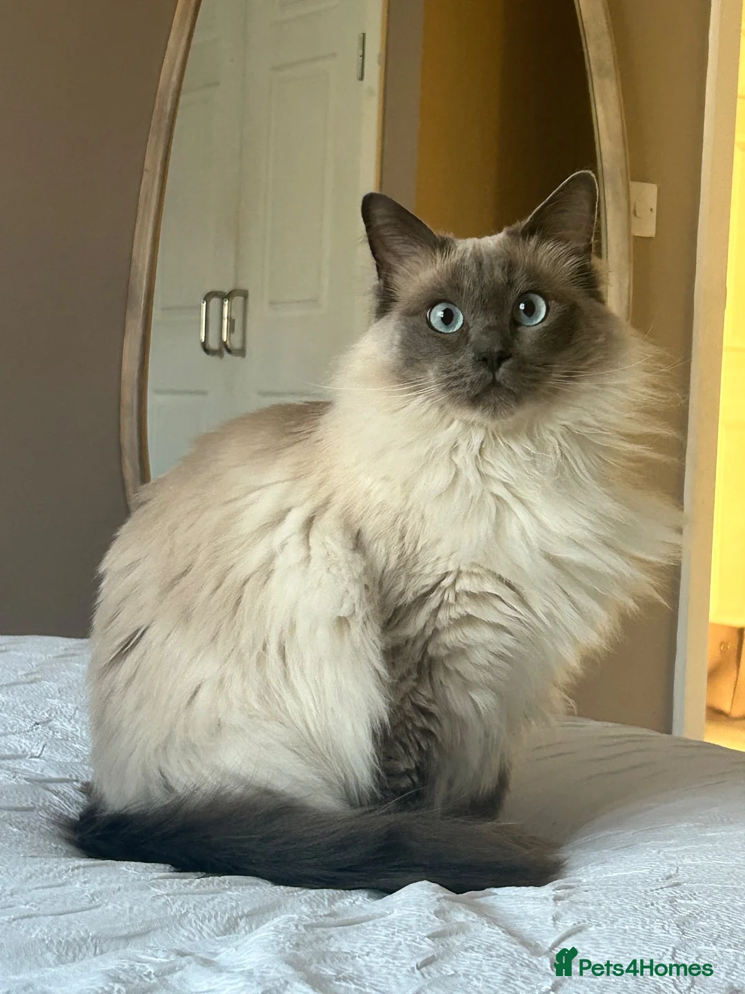 Ragdoll cats for sale: 🐾 Bluebell looking for her forever home 🐾 in Farnborough - Advert 2