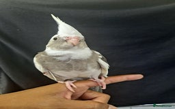 Cockatiels birds for sale: Silly hand tamed cockatiels for sale  - Image 14