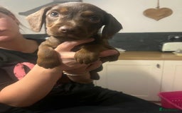 Mixed Breed dogs for sale: Cocker Dale pups - Image 1