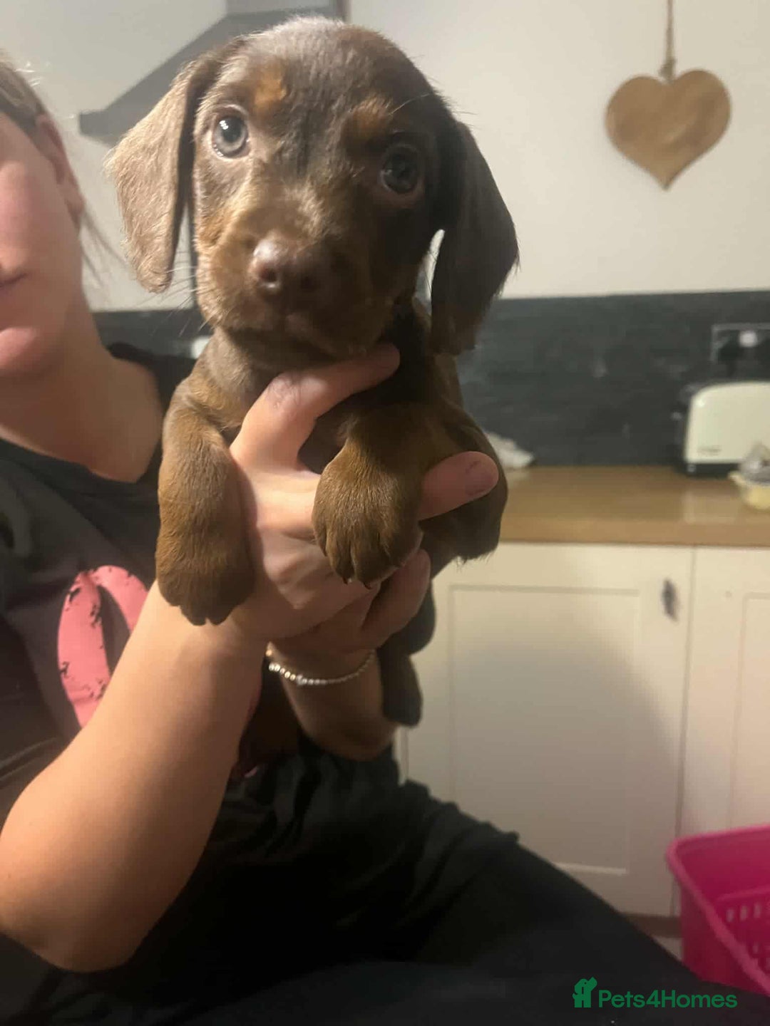 Mixed Breed dogs for sale: Cocker Dale pups - Image 1