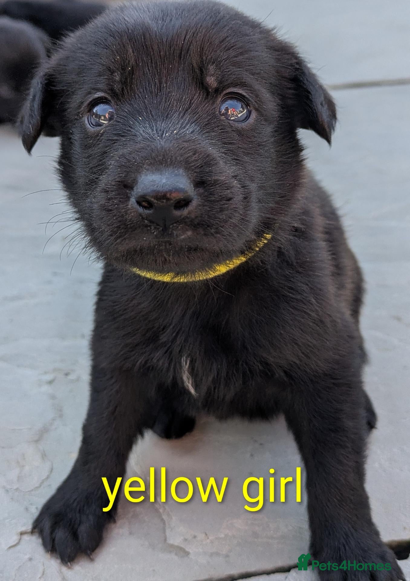 Mixed Breed dogs Stunning German Shepherd X Puppies  - Advert 2
