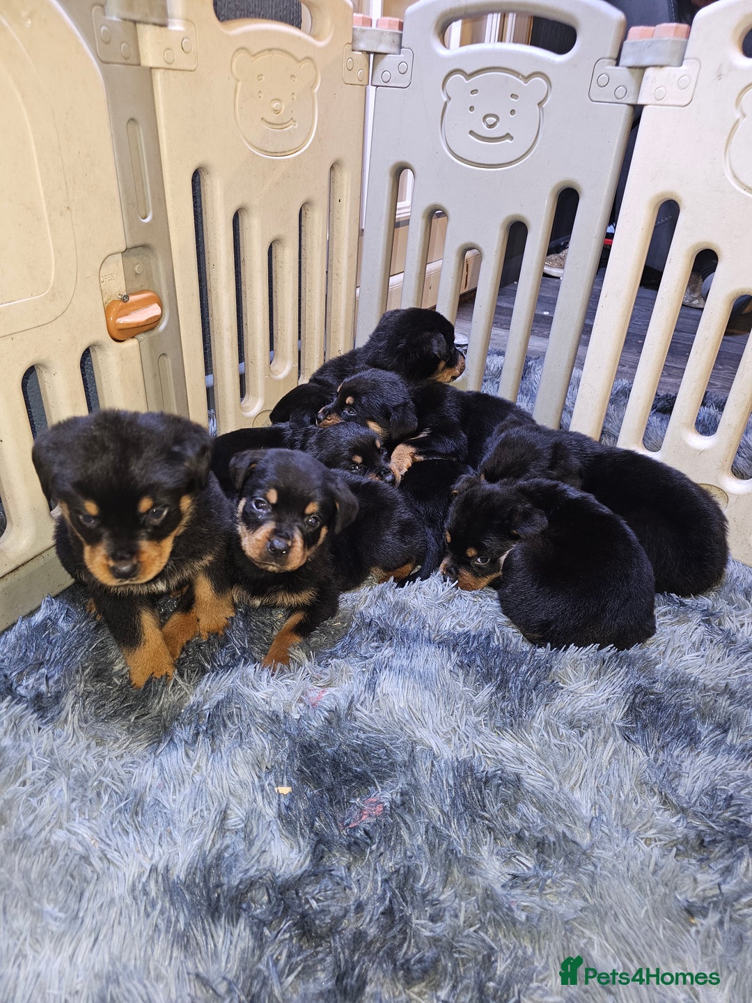 Rottweiler dogs for sale: Rottweiler puppy - Advert 6