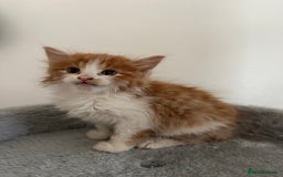 Mixed Breed cats for sale: Adorable Fluffy Kittens Ready Now - Image 5