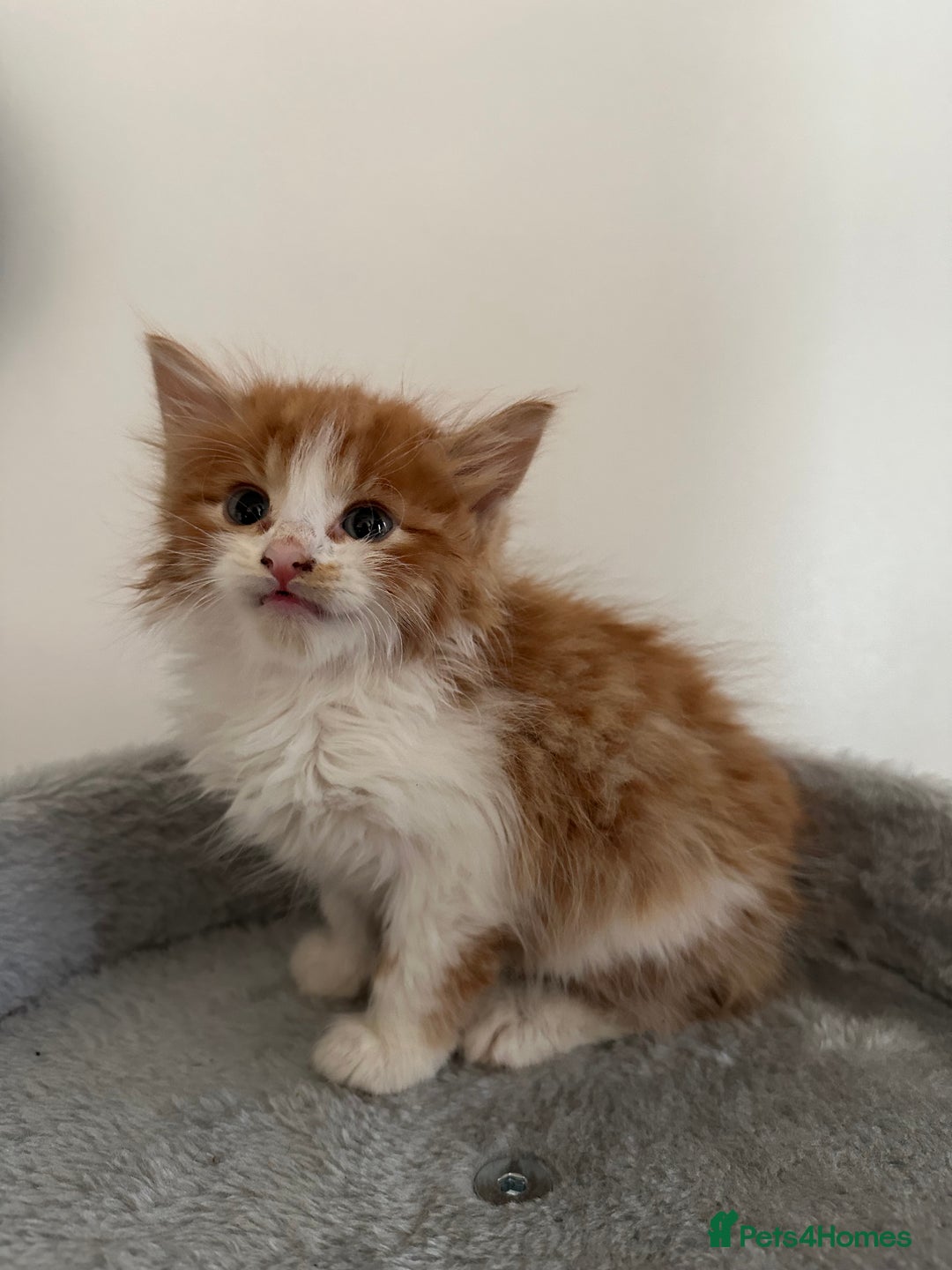 Mixed Breed cats for sale: Adorable Fluffy Kittens Ready Now - Image 5