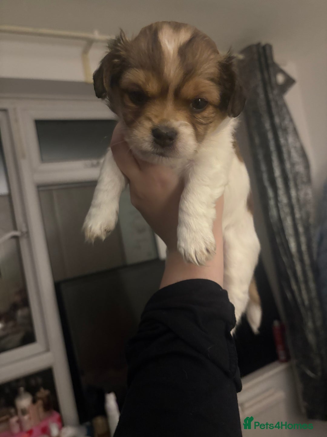 Mixed Breed dogs for sale: Jack Russell Chihuahua Puppies🐾 - Image 2