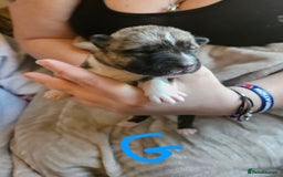 Huskita dogs for sale: Husky x akita puppys - Image 21