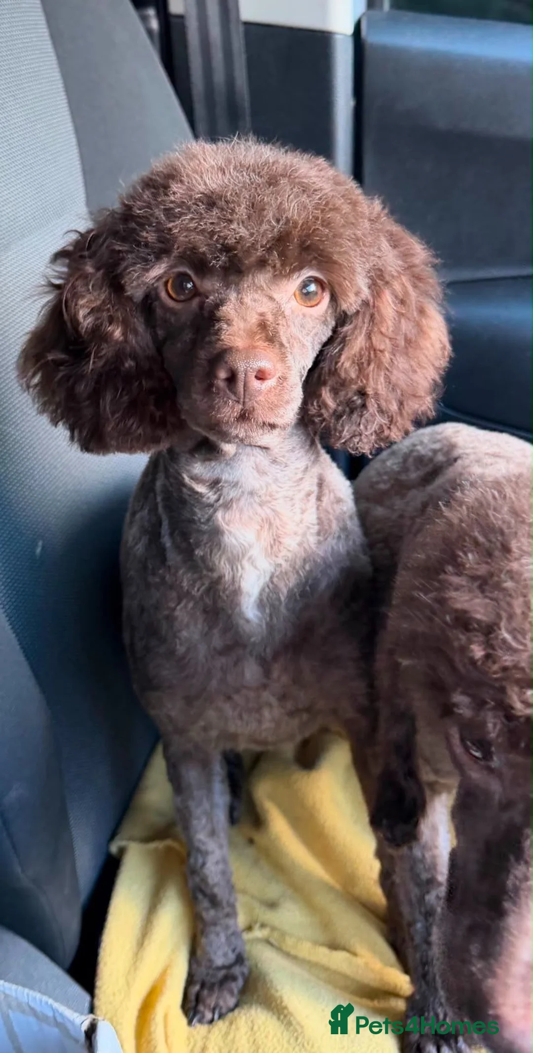 Miniature Poodle dogs for sale: Beautiful Mini Poodle Puppies - Ready Now  - Advert 11