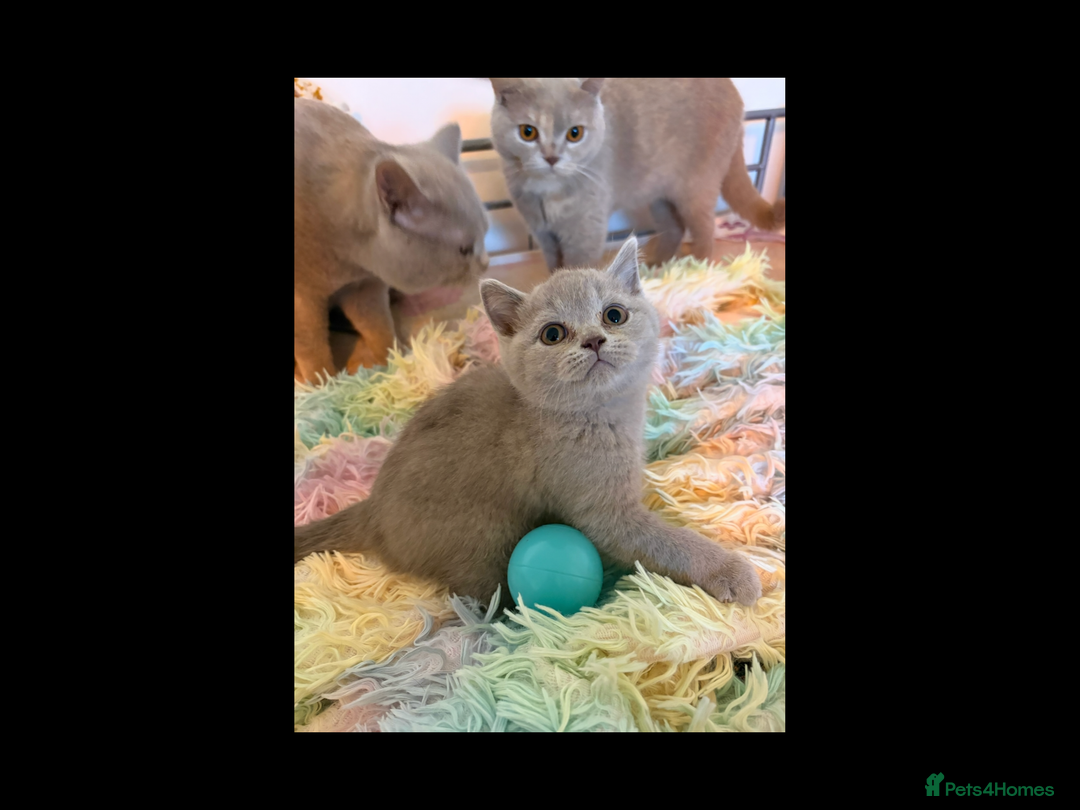 British Shorthair cats for sale: British Shorthair kittens - Image 5