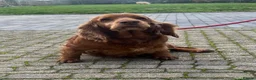 Cocker Spaniel dogs for sale: Retired Cocker mum - Advert 1