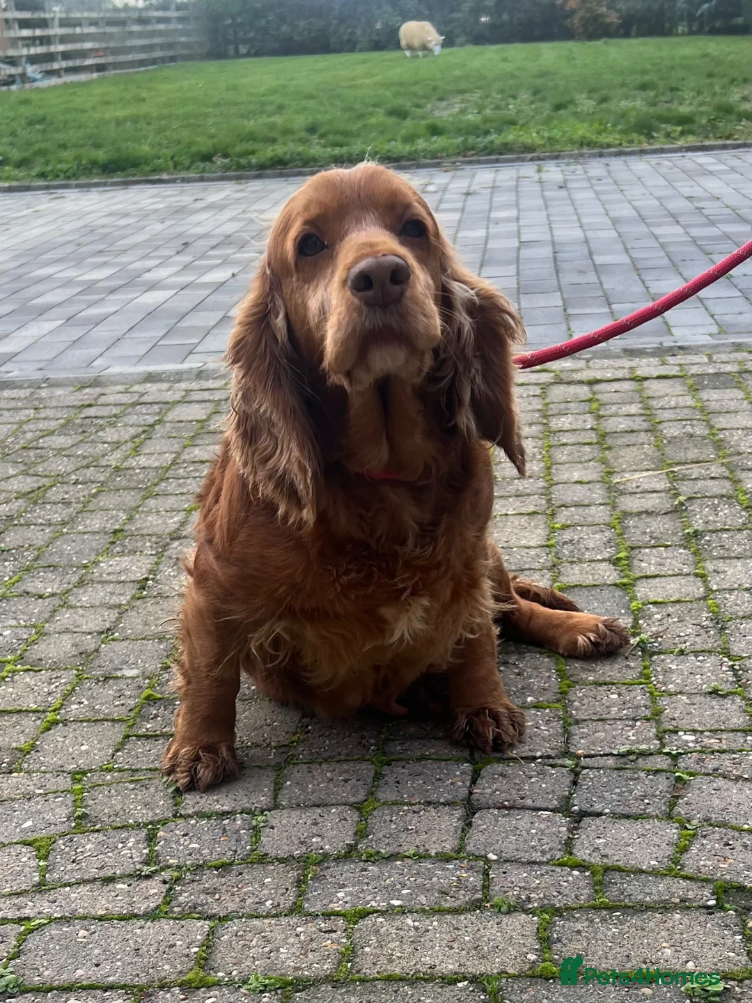 Cocker Spaniel dogs for sale: Retired Cocker mum - Advert 1