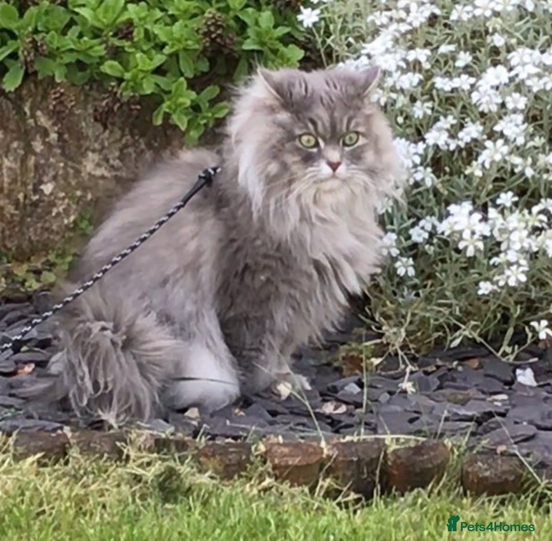 Mixed Breed cats for sale: Stunning Persian/Ragdoll Cat - Advert 3