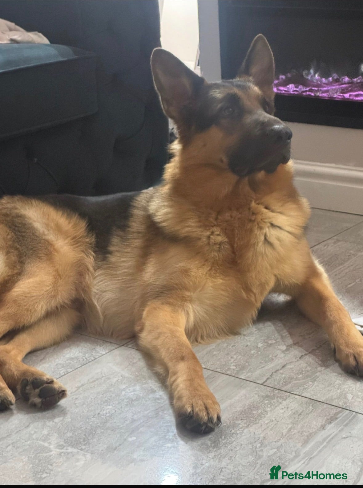 German Shepherd dogs Kc reg German Shepherd for stud   - Advert 1