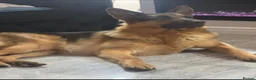 German Shepherd dogs for stud: Kc reg German Shepherd for stud   - Advert 1