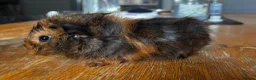 Guinea Pig rodents for sale: 2 beautiful boys  - Advert 9