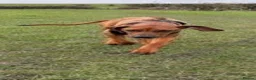 Rhodesian Ridgeback dogs for sale: 11m Female Rhodesian Ridgeback  in Heckmondwike - Advert 3