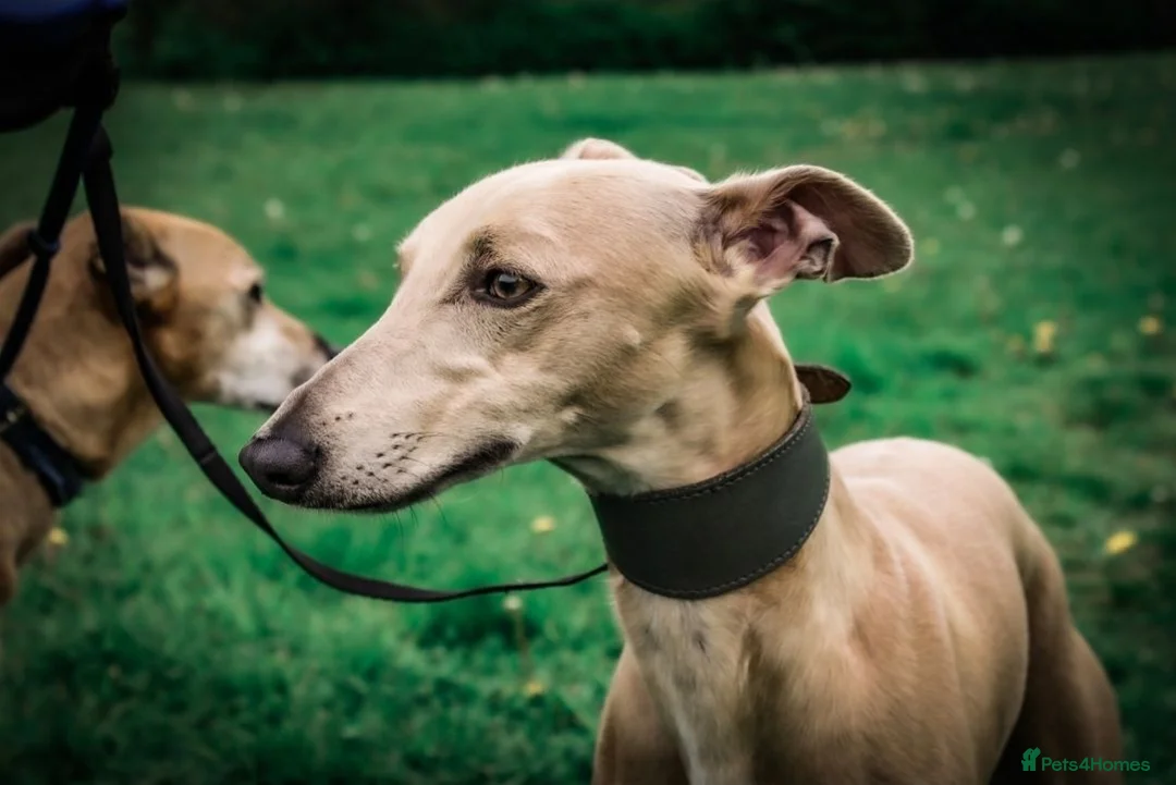 Whippet dogs for stud:  Whippet- Single and ready to Mingle! - Advert 1