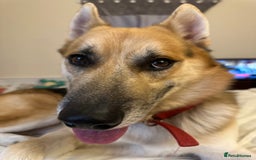 Shepsky dogs for sale: Urgent Rehoming – Loving Dog Needs Safe Home - Image 8