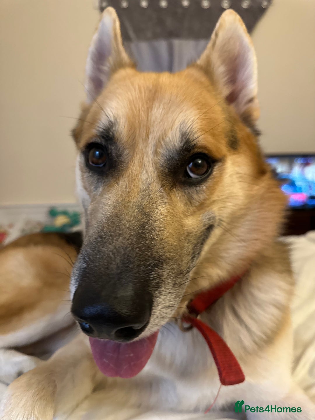 Shepsky dogs for sale: Urgent Rehoming – Loving Dog Needs Safe Home - Image 8