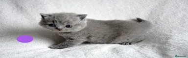 British Shorthair Kitten 4