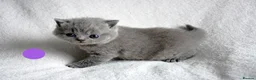 British Shorthair cats for sale: British Shorthair Kittens - Advert 10
