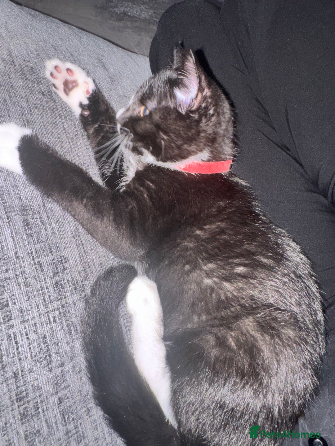 British Shorthair cats for sale: Blue British short-hair kittens - Advert 22