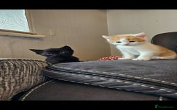 Mixed Breed cats for sale: Kitten for sale  - Image 8