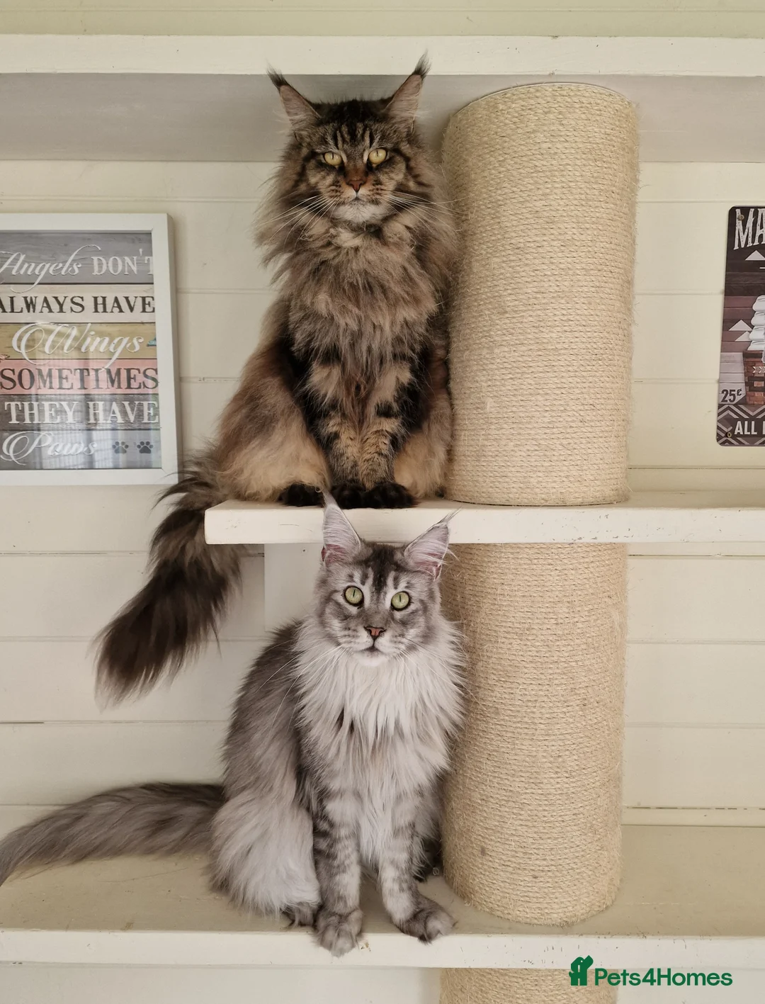 Maine Coon cats for sale: Pedigree Maine coon - Advert 2