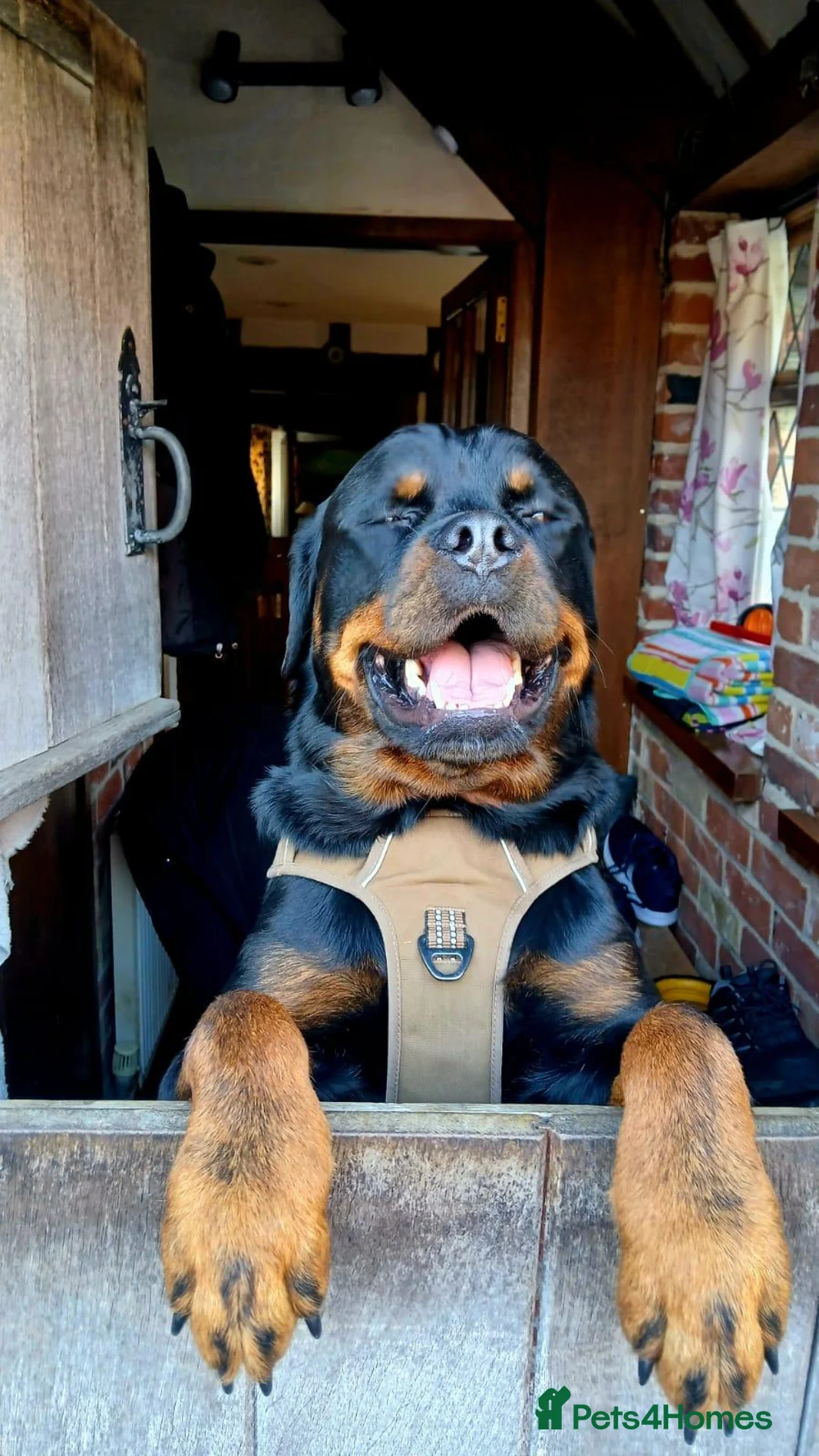 Rottweiler dogs for sale: Stunning Male Rottweiler  in Saxmundham - Advert 3