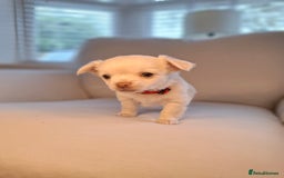 Chihuahua dogs for sale: Chihuahua puppies for sale - Image 13