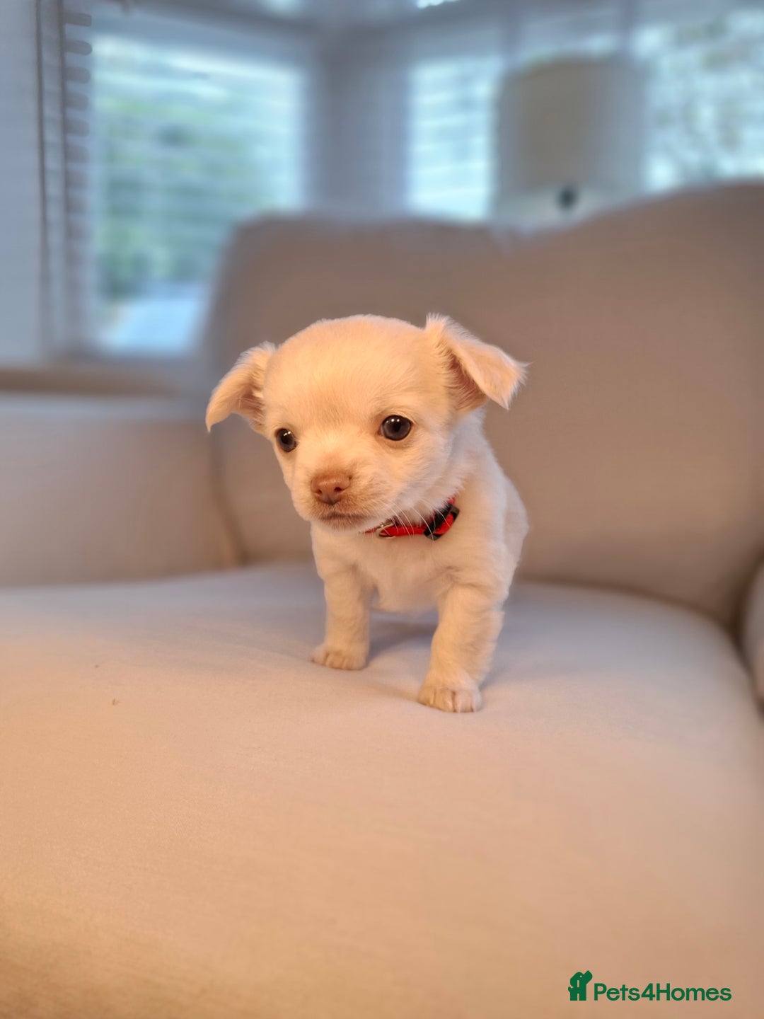 Chihuahua dogs for sale: Chihuahua puppies for sale - Image 13