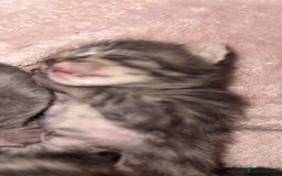 Mixed Breed cats for sale: 6 kittens looking for new homes  - Advert 16