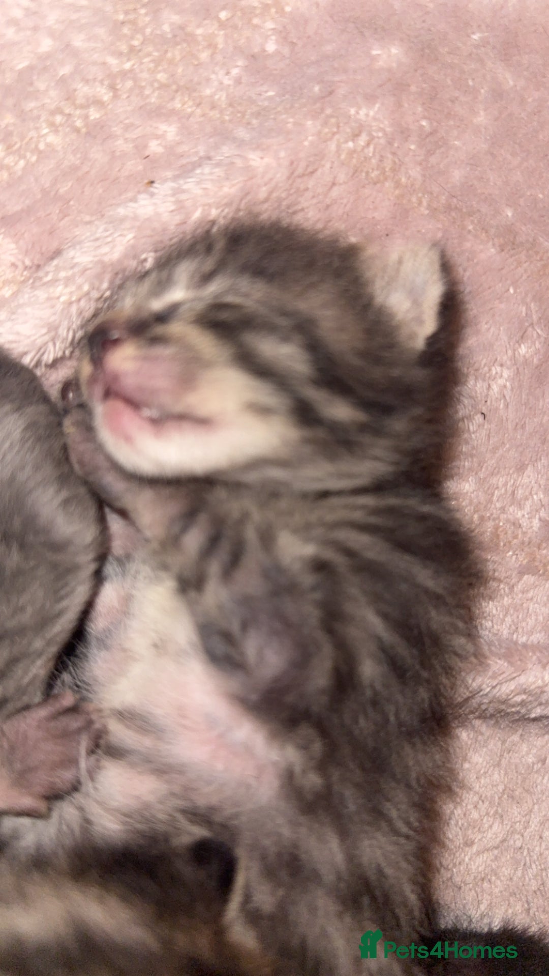 Mixed Breed cats for sale: 6 kittens looking for new homes  - Advert 16