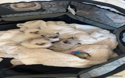 Ragdoll cats for sale: Ragdoll Kitten - Advert 7