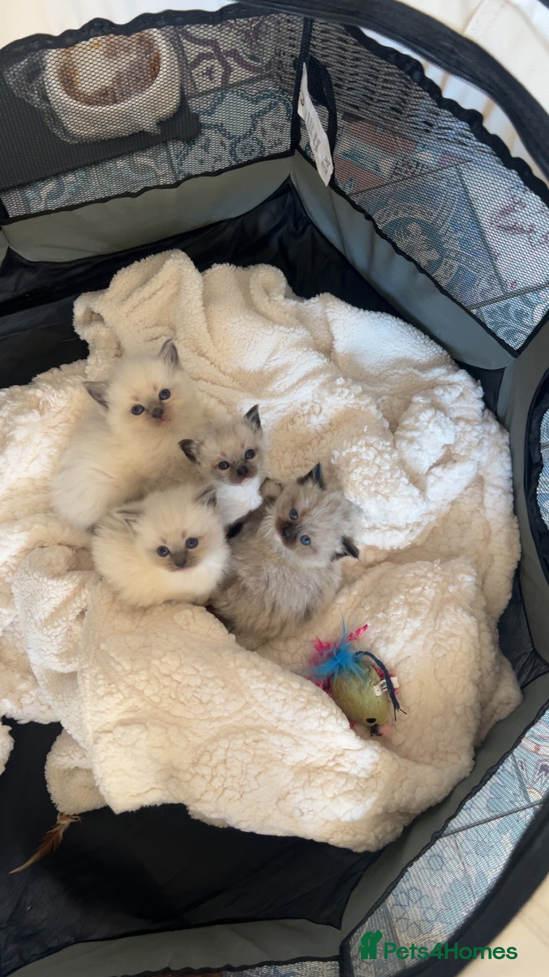 Ragdoll cats for sale: Ragdoll Kitten - Advert 7