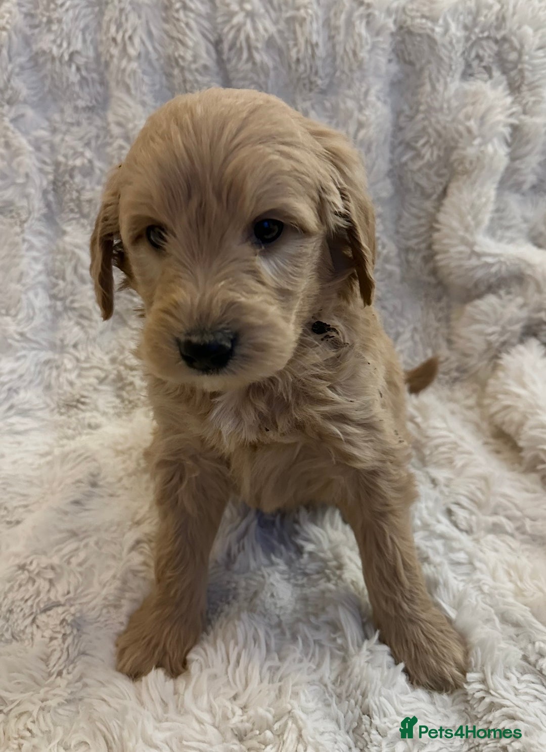 Goldendoodle dogs for sale: Beautiful golden doodles  - Advert 16