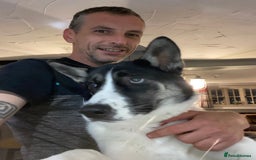 Huskita dogs for sale: Loving and affectionate Huskita  - Image 3