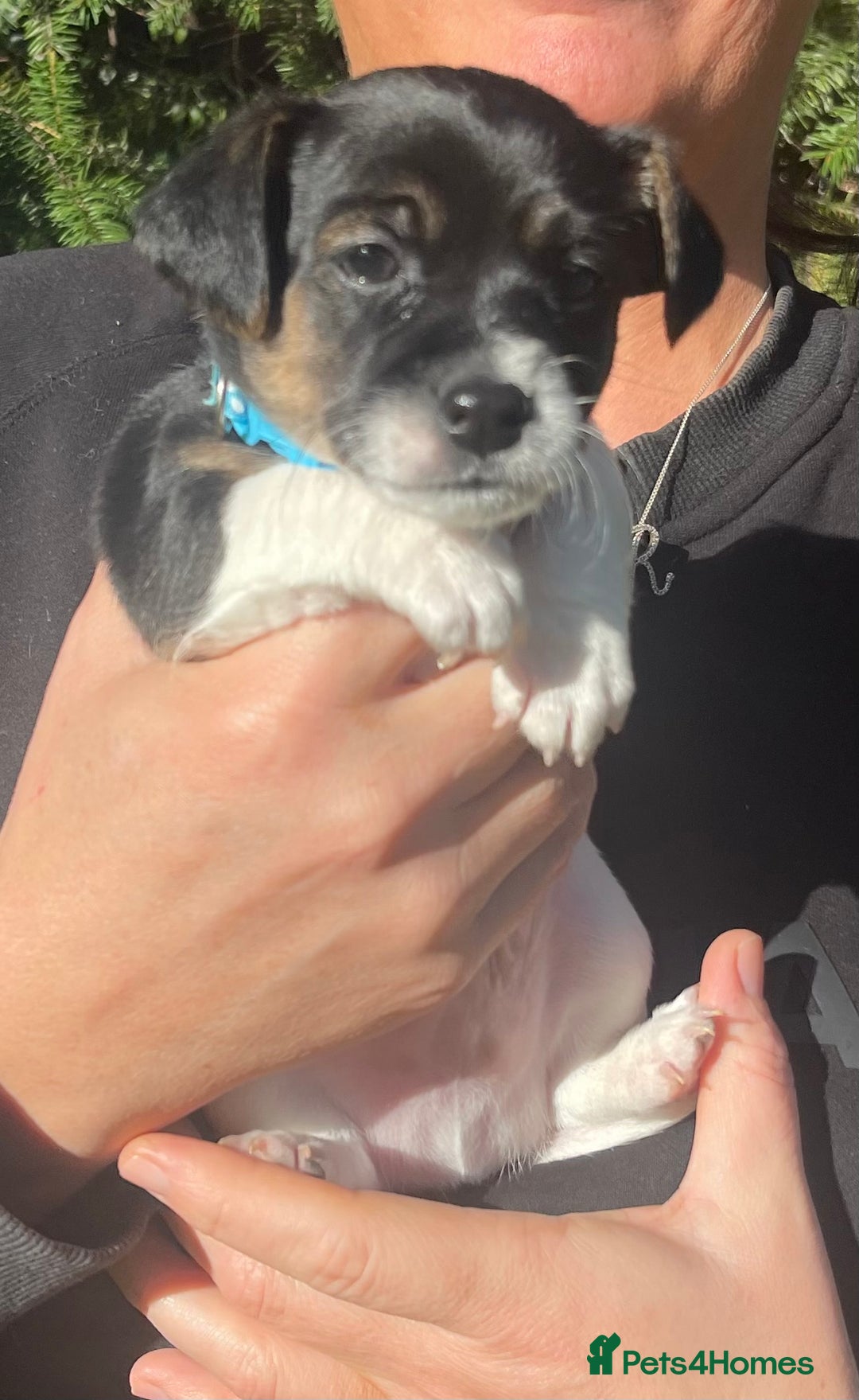 Jack Russell dogs for sale: Stunning Jack Russell puppies - Advert 25