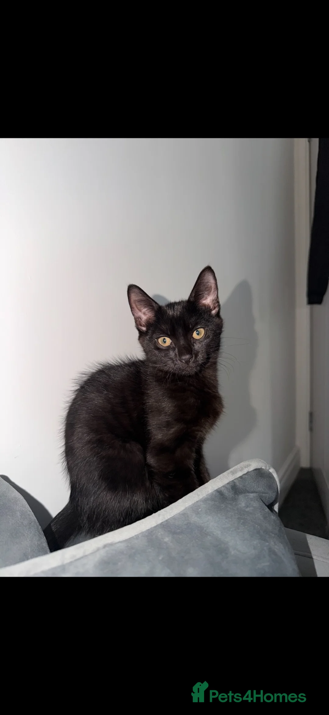 Mixed Breed cats for sale: 2 beautiful kittens  - Advert 4