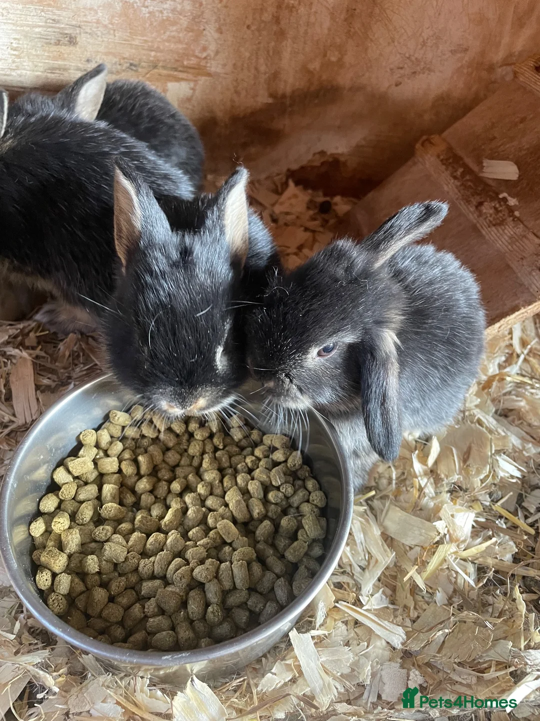 Mini Lop rabbits for sale: Otter mini lop kits - Advert 1