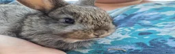 Mixed Breed rabbits for sale: Small rabbits  in Derby - Advert 5