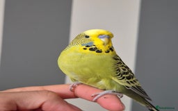 Budgerigars birds for sale: Tamed green grey cock 2025 - Image 5